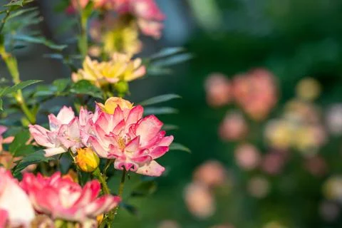 A rose bush with many multi-colored roses in bloom. Selective focus. Place for Stock Photos