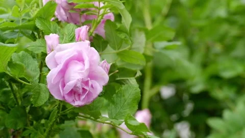 Rose bush meanders in the wind in summer. Stock Footage 130669233