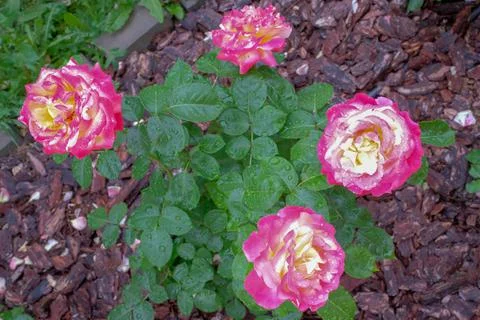 Rose Bush Orient Express After Rain Stock Photos