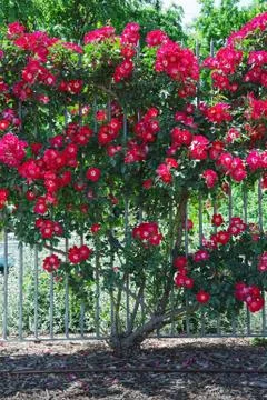 Rose bush Stock Photos