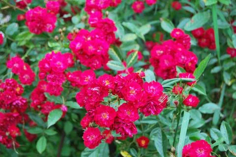 Rose bush Foto stock