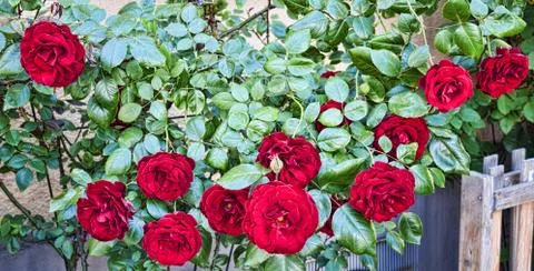 Rose Bush Stock Photos