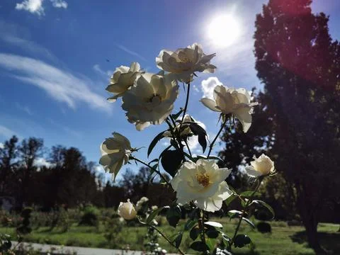 Rose bush Stock Photos
