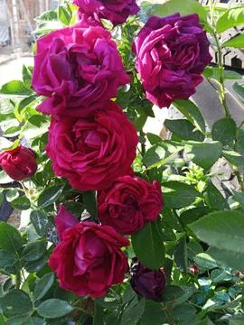 Rose bush Foto stock