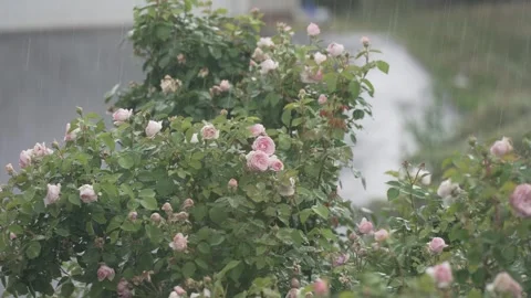 Rose bush in the rain Stock Footage 243399170