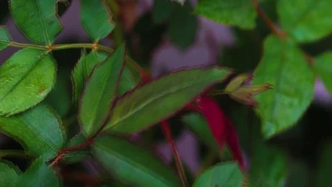 Rose bush in a raining day  Stock Footage 129777868