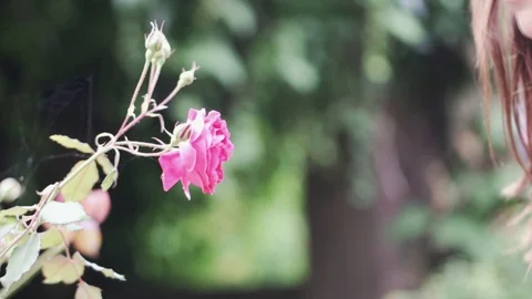 A rose bush rose waving in the wind Stock Footage 95207286