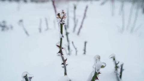 Rose bush stems with thorns covered in ice and snow in winter close-up Stock-Footage 342812339