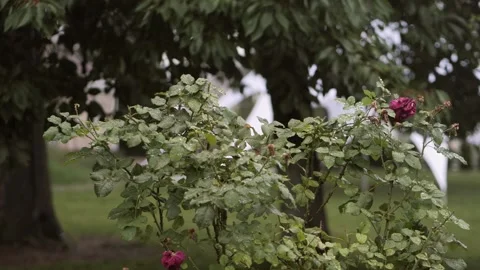 A rose bush under a rain. Stock Footage 169892105