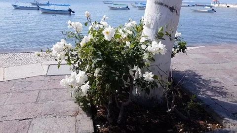 Rose bush with white roses next to a trunk of a palm tree Stock Footage 127637282