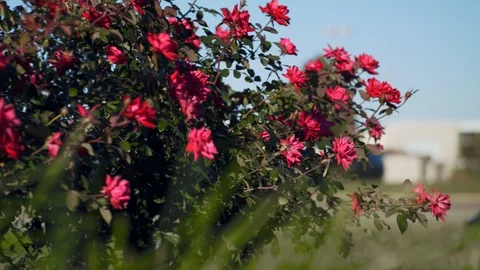 ROSE BUSH IN THE WIND 스톡 동영상 105258169