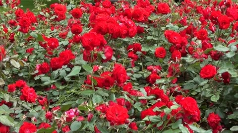 Rose bushes Stock Footage 1182960