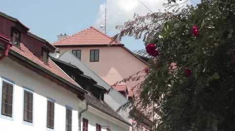 Rose Bushes Stock Footage 41437662