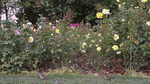 Rose bushes Stock Footage 44555260