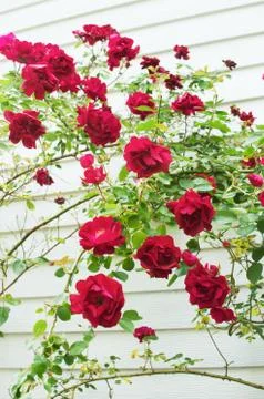 Rose Bushes Stock Photos