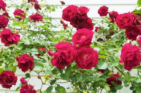 Rose Bushes Stock Photos