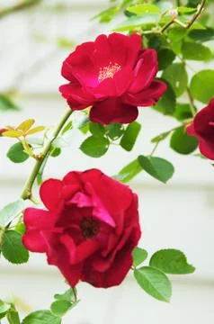 Rose Bushes Stock Photos