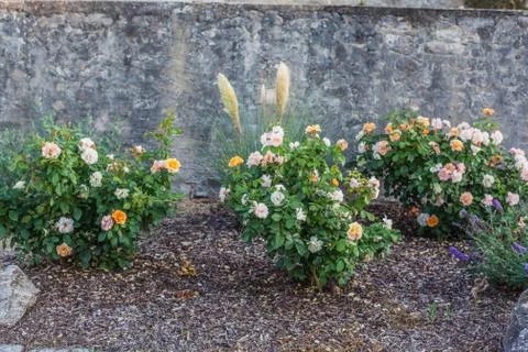Rose bushes Stock Photos