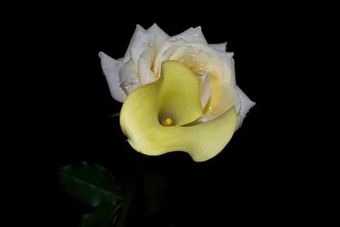 Rose with calla close up Stock Photos
