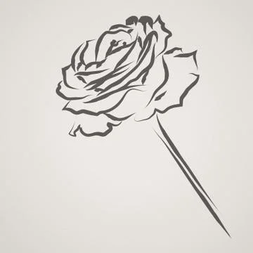 Rose Card Stock Illustration