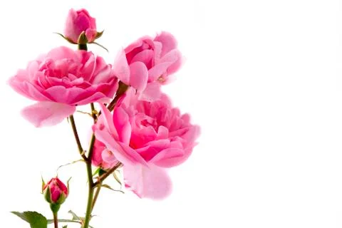 Rose card Stock Photos