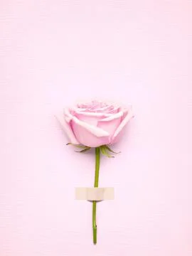 Rose with card. Stock Photos