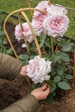 Rose care in spring Foto stock
