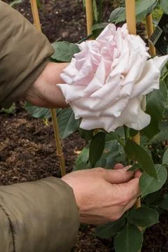 Rose care in spring Stock Photos