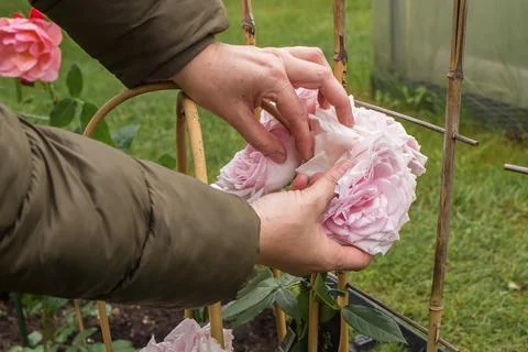 Rose care in spring Stock Photos
