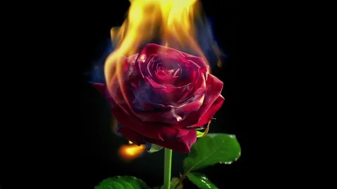 I Halte Love Stock Video Footage | Royalty Free I Halte Love Videos | Pond5