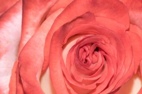 Rose center Stock Photos