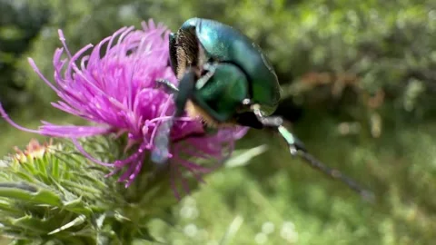 Rose Chafer Beetle Feeding on a Wind-Swayed Thistle Flower — Macro Stock Footage 340639404