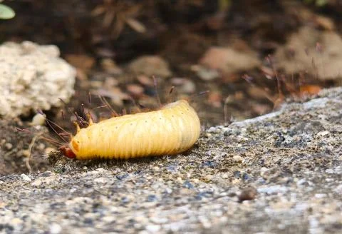 Rose chafer beetle larva crawling on a stone surface outdoors. 库存照片