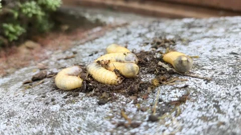 Rose chafer beetle larvae recycling organic matter in a compost pile. Video stock 344376584