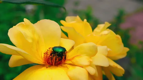 Rose chafer bug on the yellow rose flower head. Many species are diurnal and Stock Footage 134260255