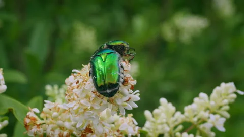 Rose chafer (Cetonia aurata) beetle, bugs feeding on wild privet Stock Footage 233190863