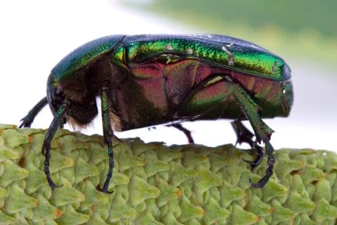 Rose chafer crawling on a branch Stock Photos