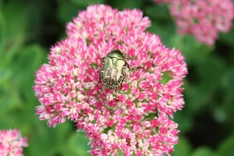 Rose chafer on a flower Stock Photos