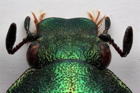 Rose Chafer Head Stock Photos