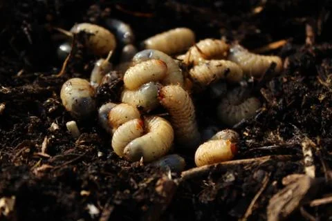 Rose chafer larvae in the compost pile Stock Photos