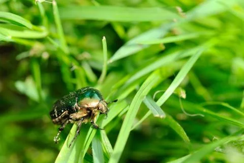 Rose chafer Stock Photos