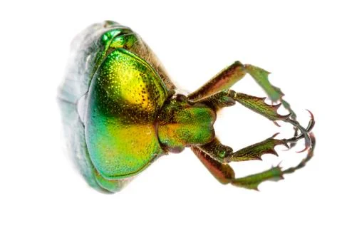 Rose chafer Stock Photos