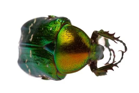 Rose chafer Stock Photos