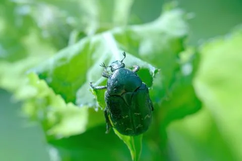 Rose chafer Stock Photos