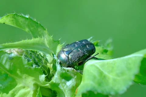Rose chafer Stock Photos
