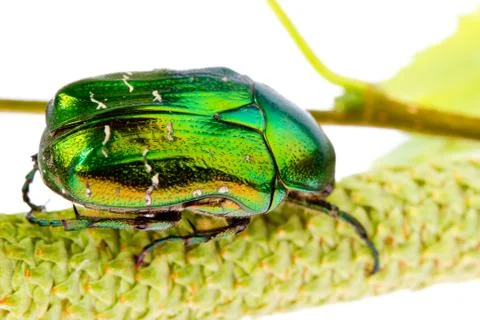 Rose chafer Stock Photos