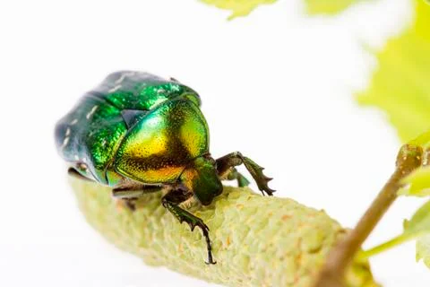 Rose chafer Stock Photos