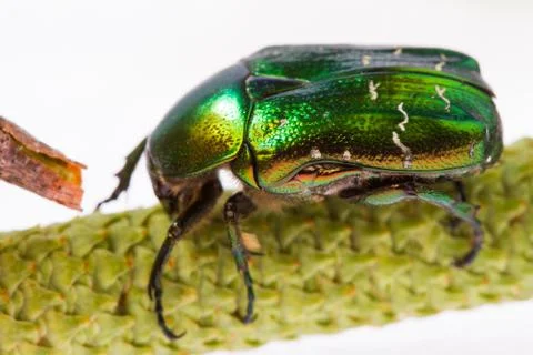 Rose chafer Stock Photos