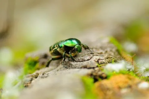 Rose chafer resting on a fallen tree in the forest. Stock Photos
