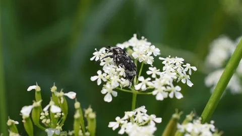 Rose chafers Stock Footage 130367745